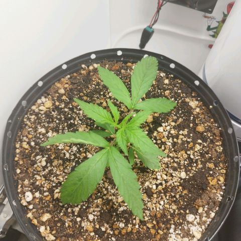 Widow White  growlog timeline photo