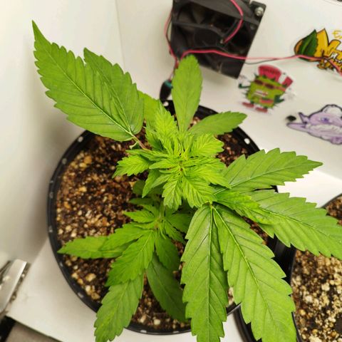 Widow White  growlog timeline photo