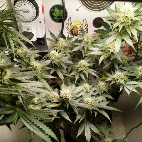 Widow White  growlog timeline photo