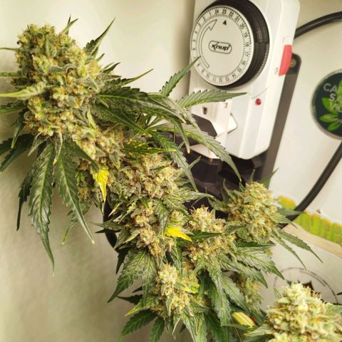 Widow White  growlog timeline photo
