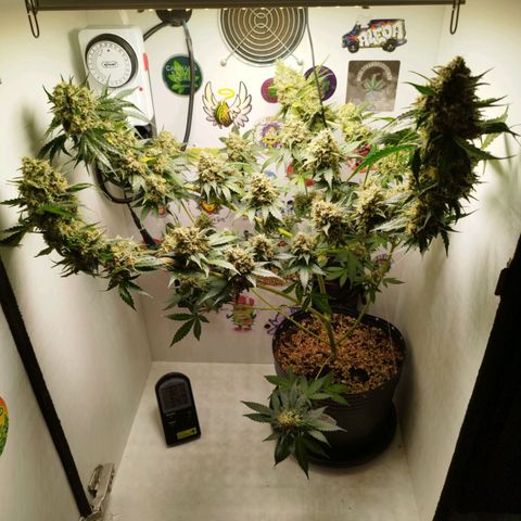 Widow White  growlog timeline photo