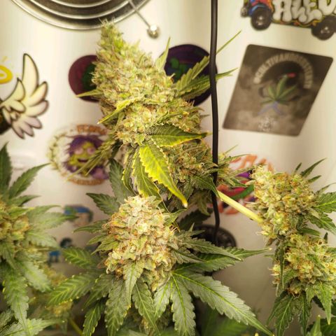 Widow White  growlog timeline photo