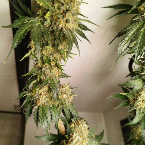 Widow White  growlog timeline photo