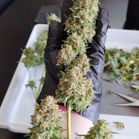 Widow White  growlog timeline photo