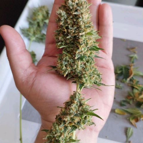 Widow White  growlog timeline photo