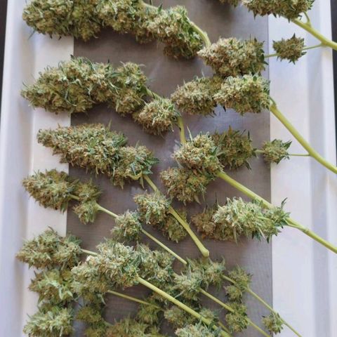 Widow White  growlog timeline photo