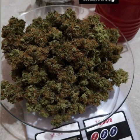Widow White  growlog photo: 55g