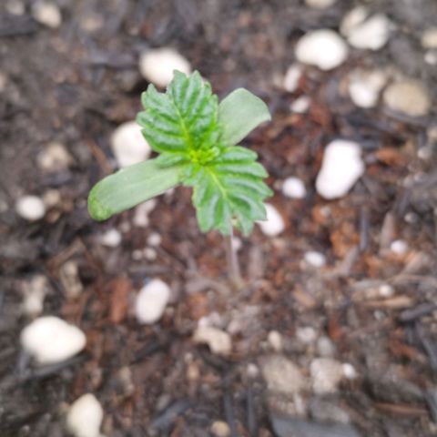 Sweet Amnesia Haze growlog timeline photo