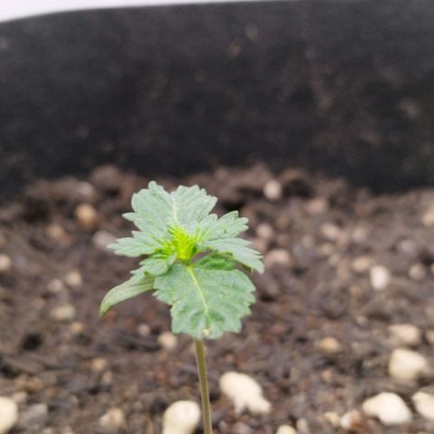 Sweet Amnesia Haze growlog timeline photo