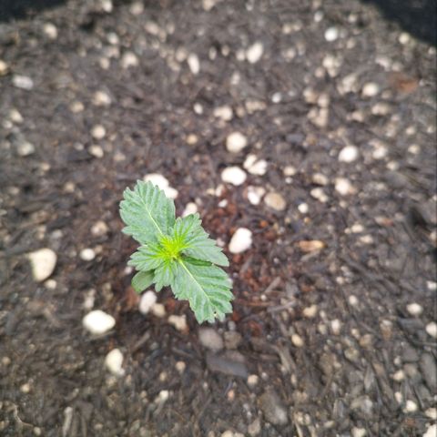 Sweet Amnesia Haze growlog timeline photo
