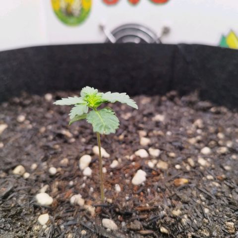 Sweet Amnesia Haze growlog timeline photo