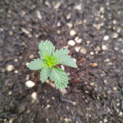 Sweet Amnesia Haze growlog timeline photo