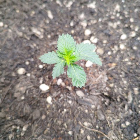 Sweet Amnesia Haze growlog timeline photo