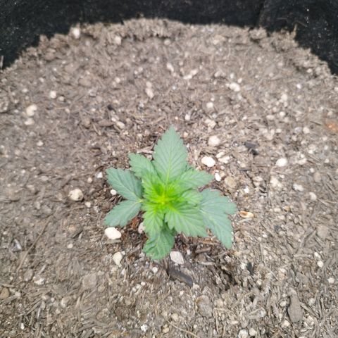 Sweet Amnesia Haze growlog timeline photo