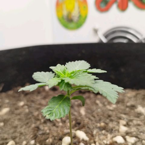 Sweet Amnesia Haze growlog timeline photo