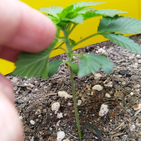 Sweet Amnesia Haze growlog timeline photo