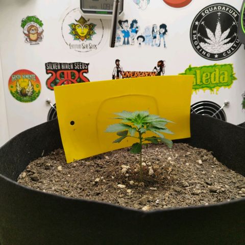 Sweet Amnesia Haze growlog timeline photo