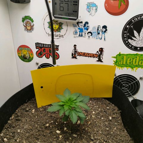 Sweet Amnesia Haze growlog timeline photo