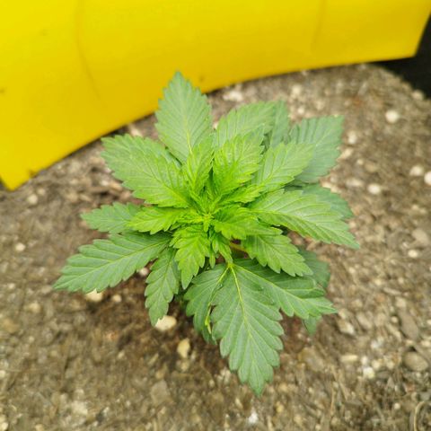 Sweet Amnesia Haze growlog timeline photo