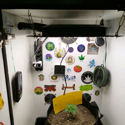 Sweet Amnesia Haze growlog timeline photo