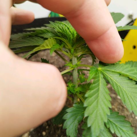 Sweet Amnesia Haze growlog timeline photo
