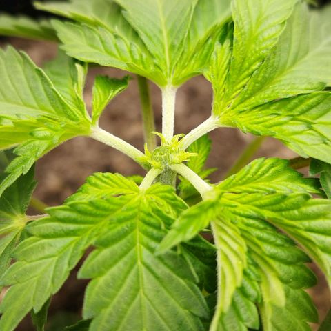 Sweet Amnesia Haze growlog timeline photo