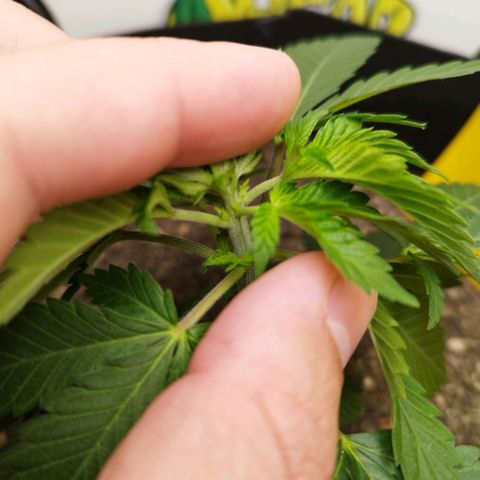 Sweet Amnesia Haze growlog timeline photo