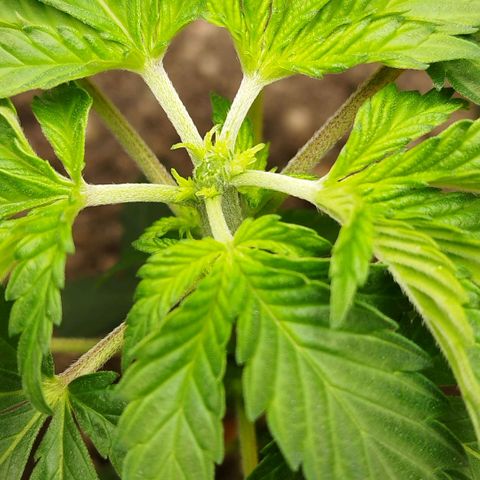 Sweet Amnesia Haze growlog timeline photo
