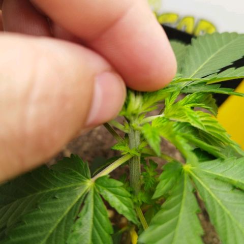 Sweet Amnesia Haze growlog timeline photo