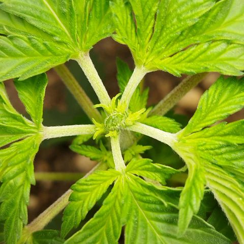 Sweet Amnesia Haze growlog timeline photo