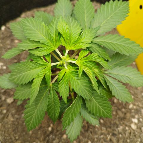 Sweet Amnesia Haze growlog timeline photo