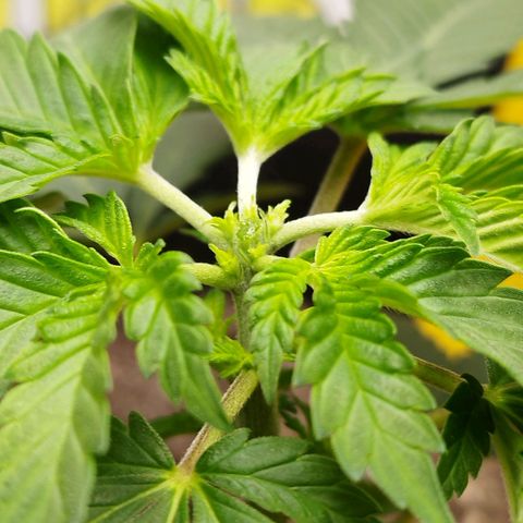 Sweet Amnesia Haze growlog timeline photo