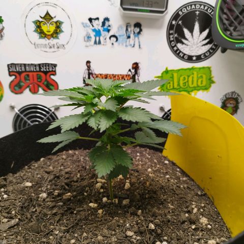 Sweet Amnesia Haze growlog timeline photo