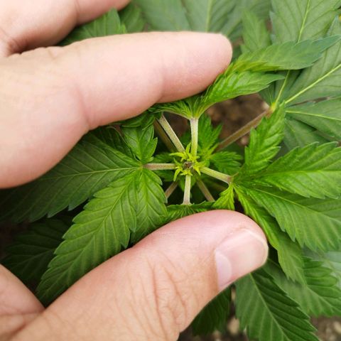 Sweet Amnesia Haze growlog timeline photo