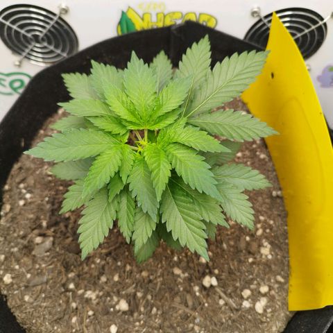 Sweet Amnesia Haze growlog timeline photo