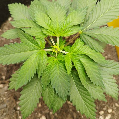 Sweet Amnesia Haze growlog timeline photo