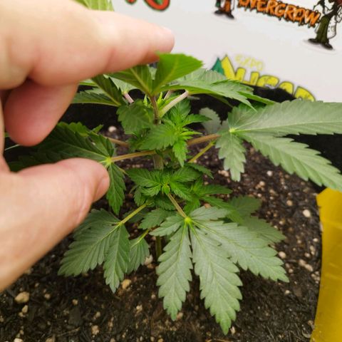 Sweet Amnesia Haze growlog timeline photo