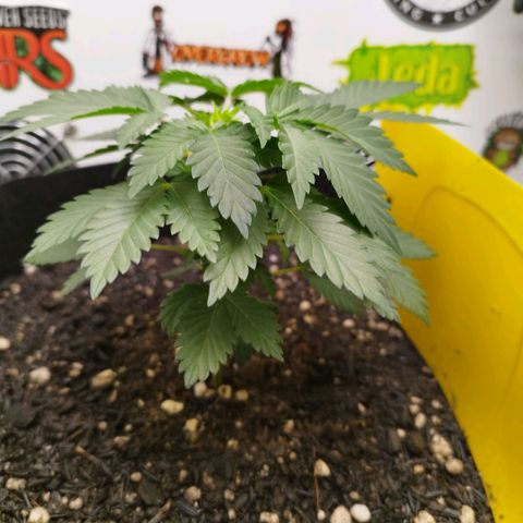 Sweet Amnesia Haze growlog timeline photo