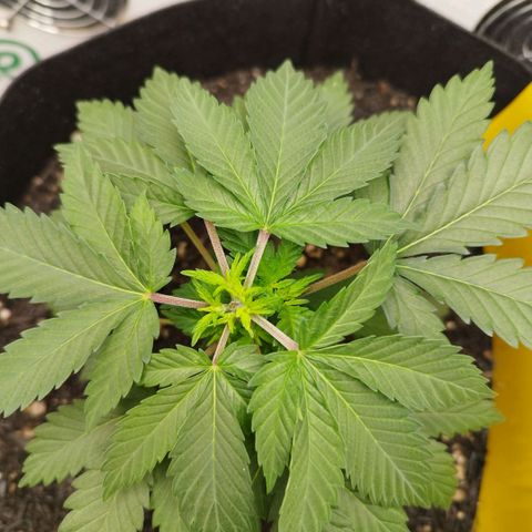 Sweet Amnesia Haze growlog timeline photo