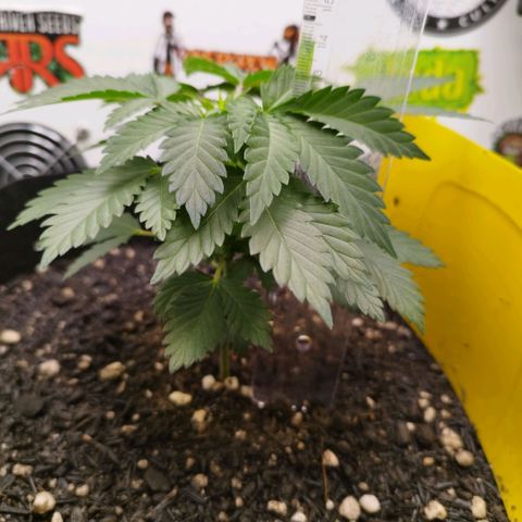 Sweet Amnesia Haze growlog timeline photo