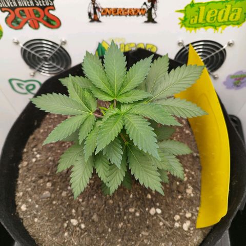 Sweet Amnesia Haze growlog timeline photo