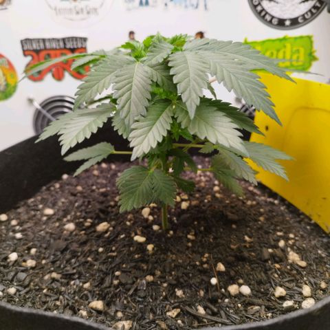 Sweet Amnesia Haze growlog timeline photo