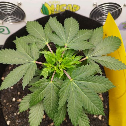 Sweet Amnesia Haze growlog timeline photo