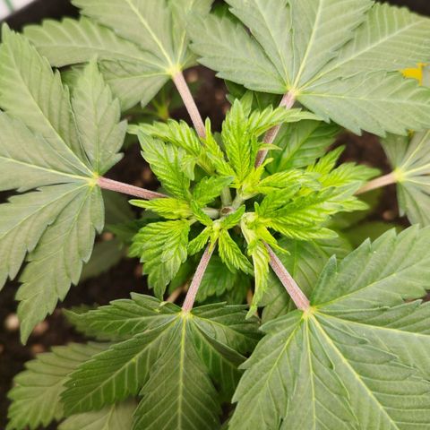 Sweet Amnesia Haze growlog timeline photo