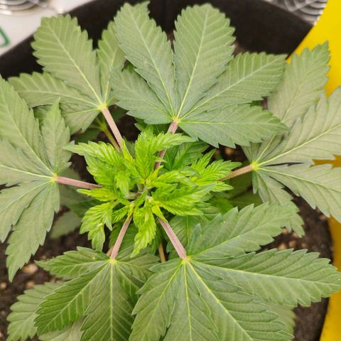 Sweet Amnesia Haze growlog timeline photo