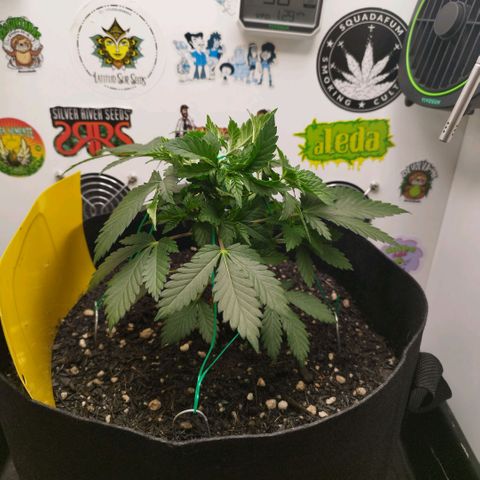 Sweet Amnesia Haze growlog timeline photo