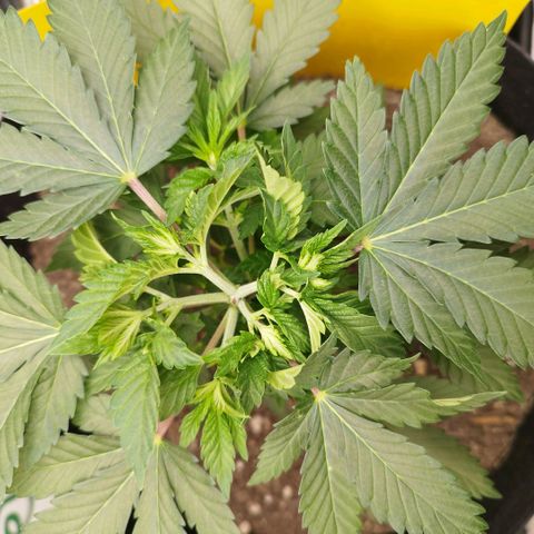 Sweet Amnesia Haze growlog timeline photo