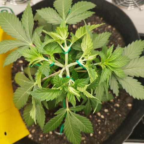 Sweet Amnesia Haze growlog timeline photo