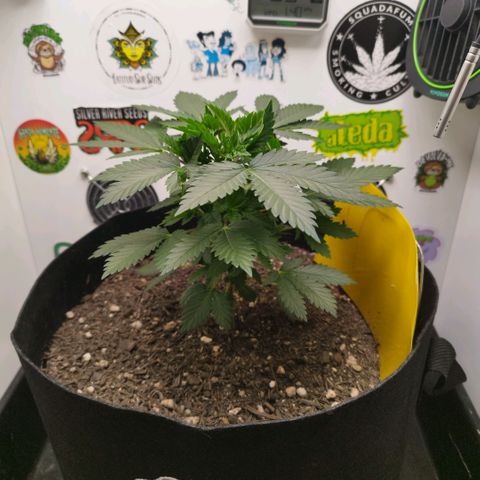 Sweet Amnesia Haze growlog timeline photo