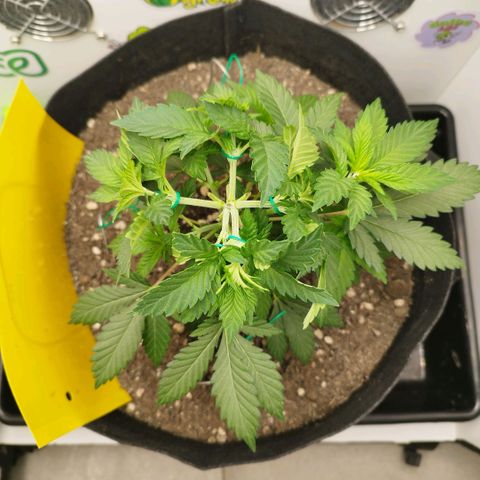 Sweet Amnesia Haze growlog timeline photo